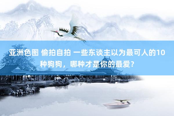 亚洲色图 偷拍自拍 一些东谈主以为最可人的10种狗狗，哪种才是你的最爱？