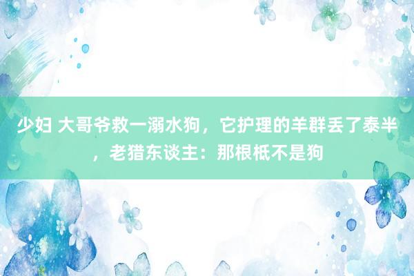 少妇 大哥爷救一溺水狗，它护理的羊群丢了泰半，老猎东谈主：那根柢不是狗